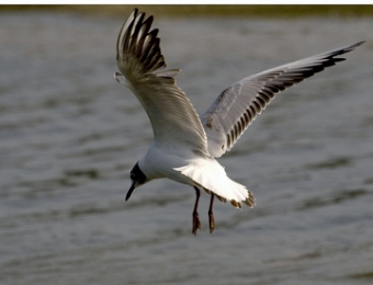 mouette rieuse en vol 4